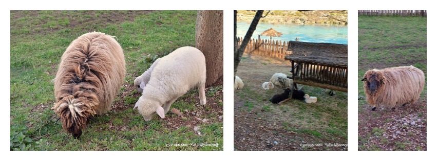 sheeps